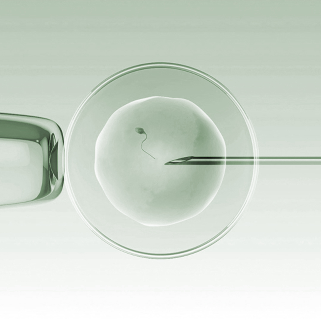 Egg insemination process for fertility treatment visualization