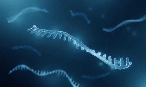 microRNA Primer: The Basics