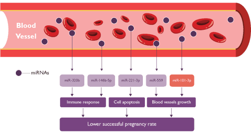 Diagram of Blood Vessel